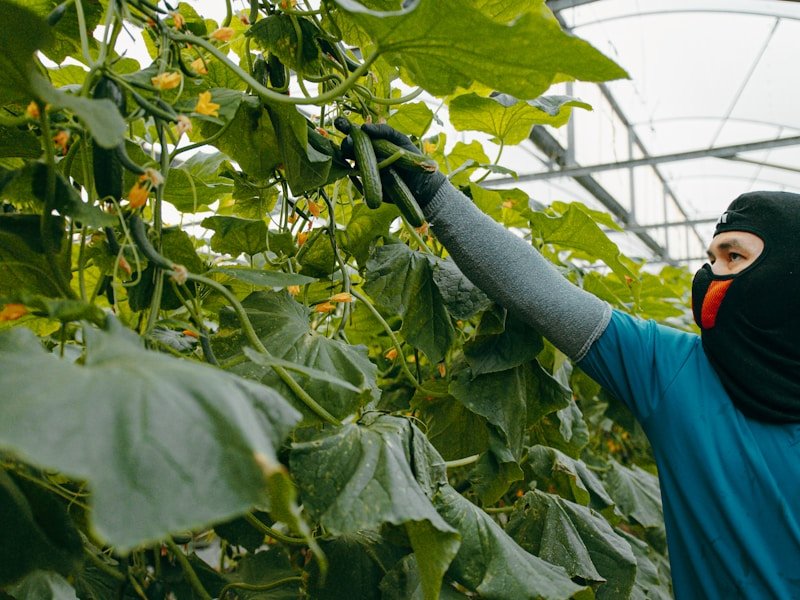 Hand pollinating a potted cucumber flower in a greenhouse