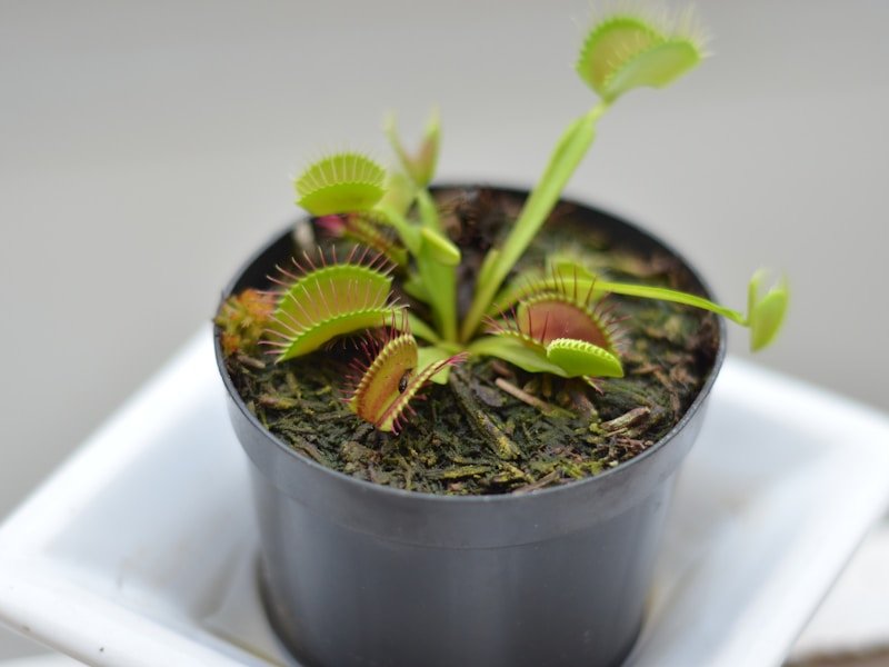 Healthy young plant with well-developed roots after potting up
