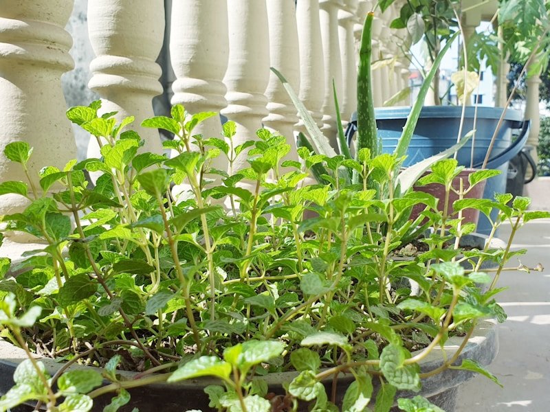 Lady beetle resting on a balcony garden plant leaf used for organic aphid control