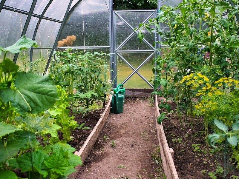 Potted tomato plant with basil and marigold companion plants in a greenhouse