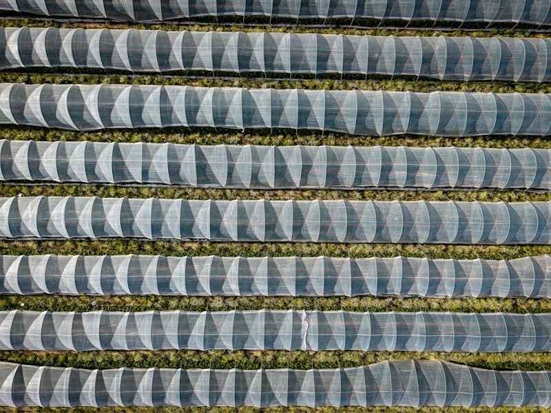 Rows of tomato plants growing in commercial containers inside a modern greenhouse