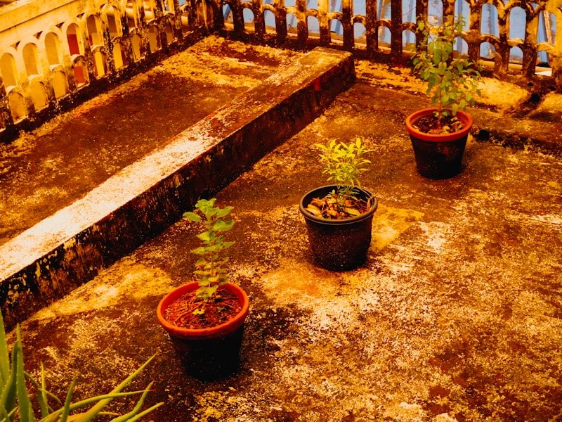 Self watering pots for balcony vegetables on an urban rooftop