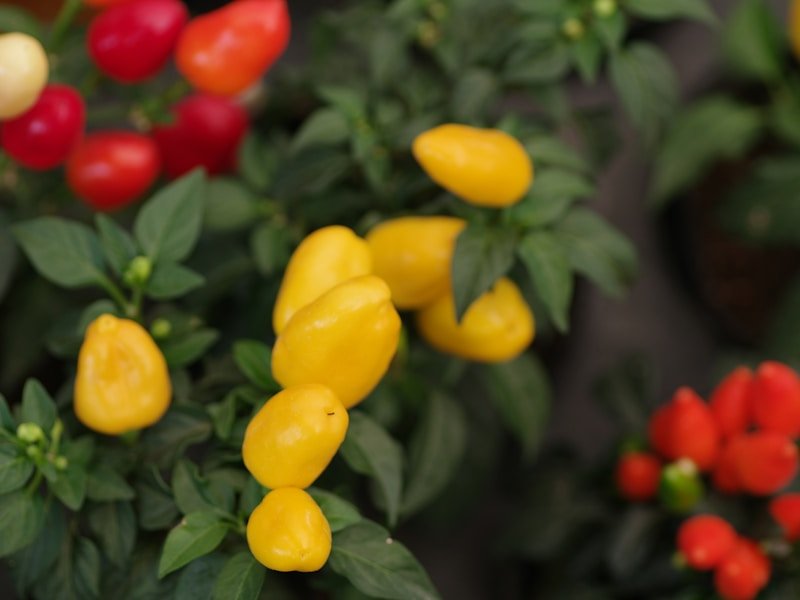 Side-by-side comparison of pepper containers with and without companion planting showing healthy growth differences.