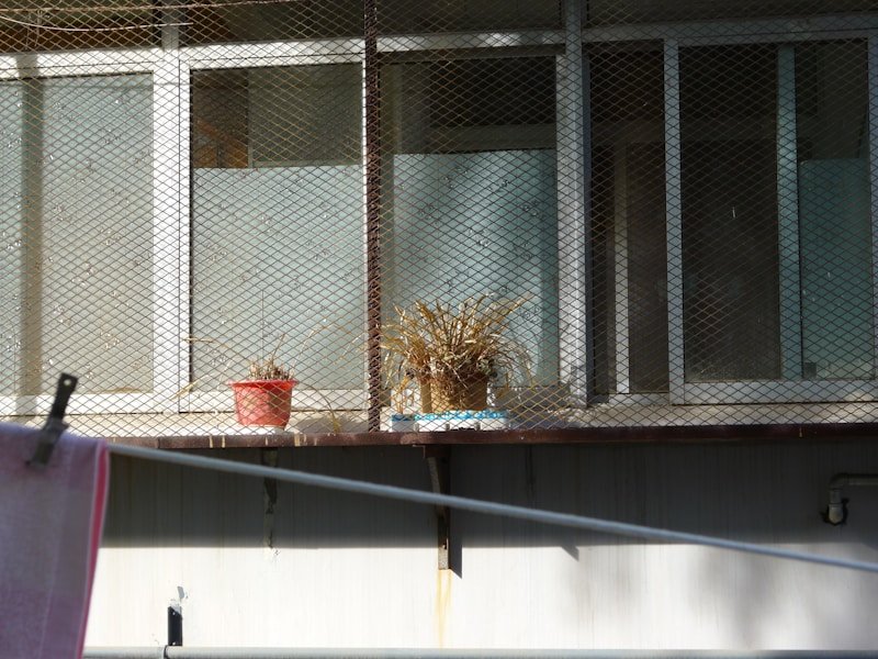 Soil block seed starting on a balcony for commercial urban farming