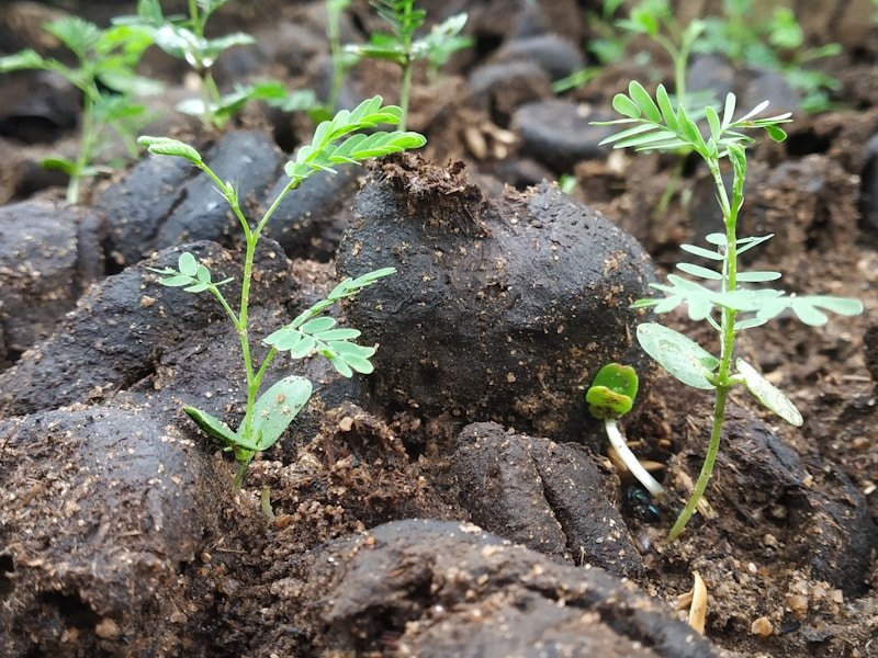 Thermometer and thermostat controlling soil temperature for tomato seed germination