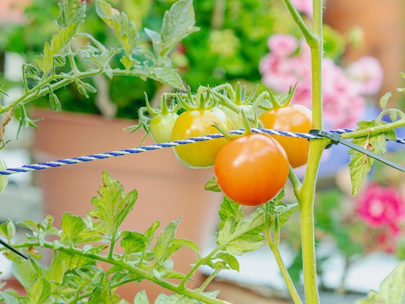Tomato plant in a 10-gallon container with ripe red fruits and trellising support