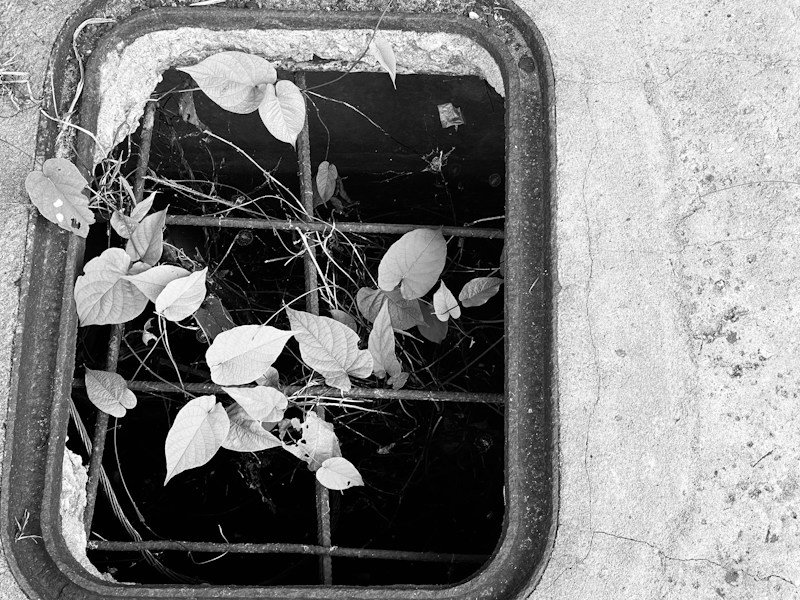 Close-up of a half-inch bulkhead drainage fitting installed in a repurposed 55-gallon food-grade drum used for growing culinary herbs