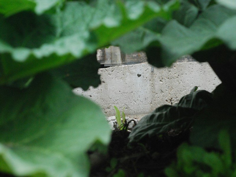 Close-up of a modular geotextile pocket wall vegetable garden with lettuce, kale, and herbs being inspected by a technician in work gloves