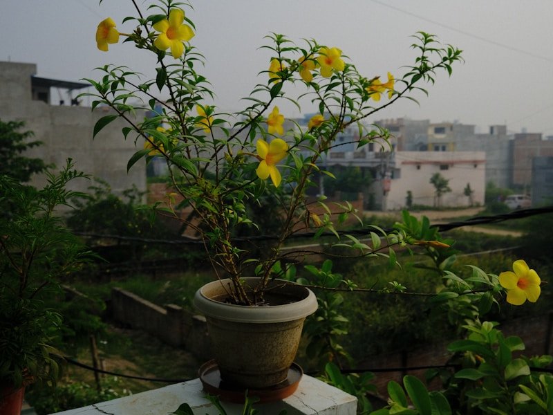 Close-up of a pressure-compensating drip emitter on a drip irrigation line in a balcony planter