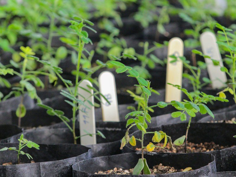 Close-up of a properly transplanted pepper seedling in a five gallon grow bag with the root ball set level with the media surface and drip emitter positioned at the base