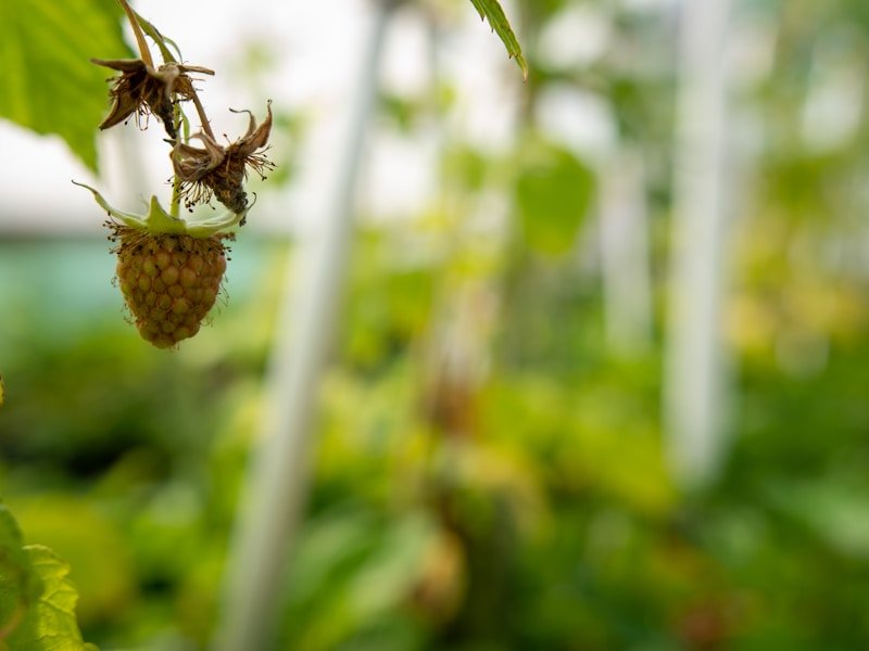 Close-up of thornless blackberry fruits on a potted plant ready for harvest