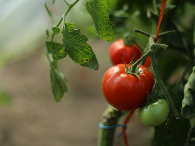 Commercial balcony tomato plants supported by steel T-posts and soft clips