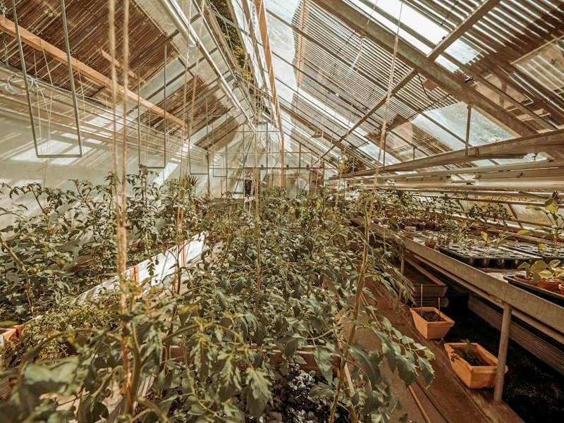 Commercial greenhouse crew pruning chili pepper plants for overwintering