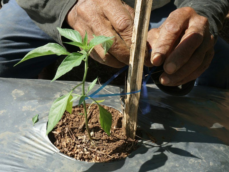 Commercial grower transplanting vegetable seedlings into filled black grow bags inside a high tunnel with drip irrigation lines running along the rows