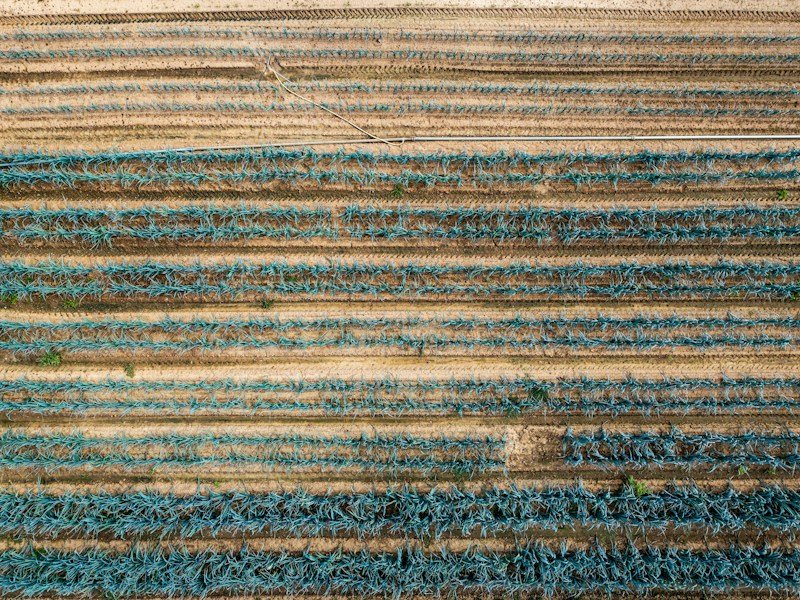 Commercial organic tomato field with drip irrigation lines and straw mulch between rows