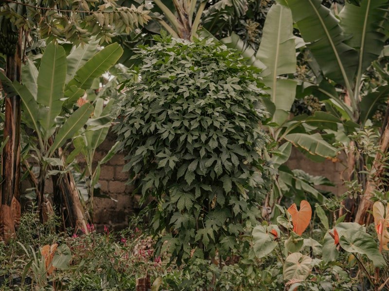 Commercial pepper plant pruning for higher yield