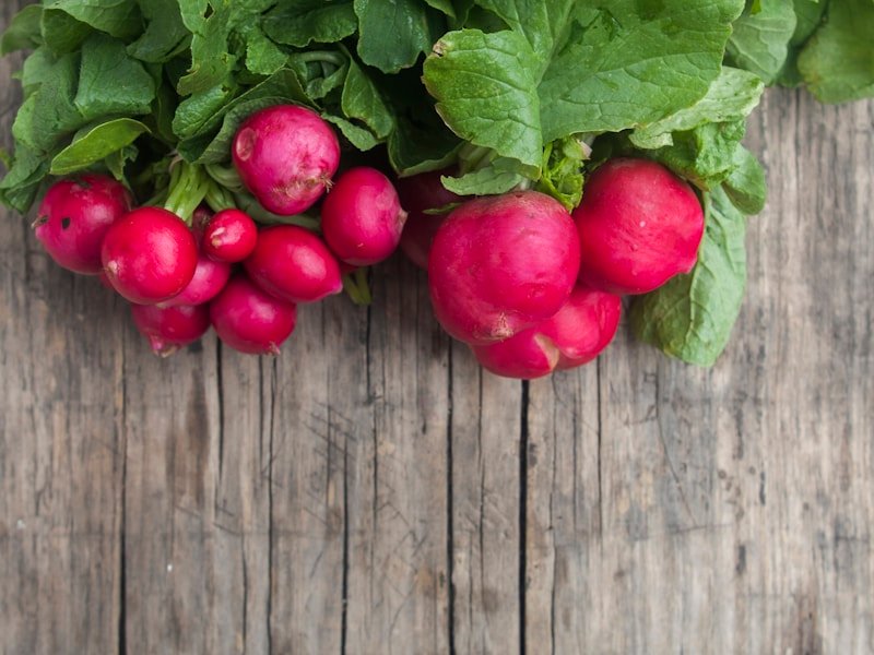 Comparison of commercial radish varieties in labeled small pots