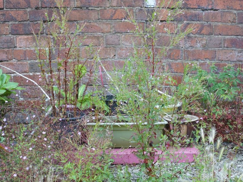 Comparison of pruned versus unpruned strawberry plants in containers