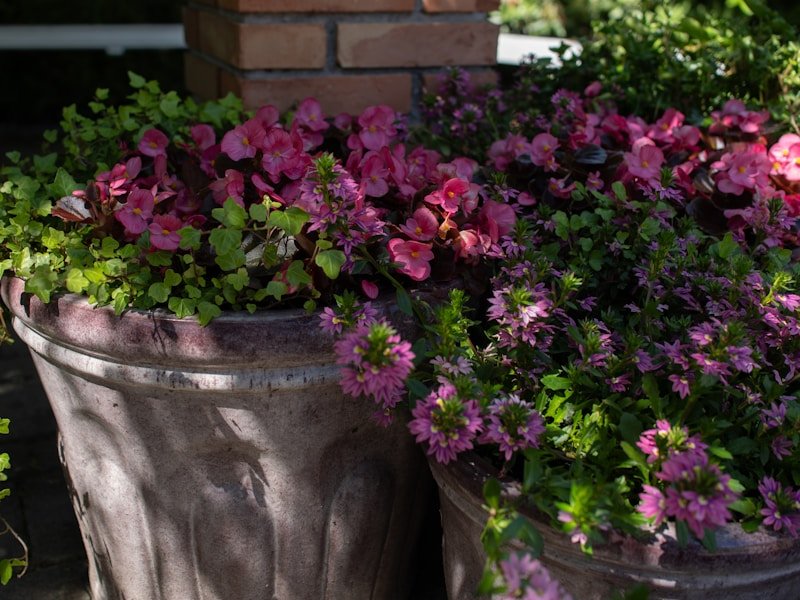 Drip irrigation system for container plants to manage summer heat.