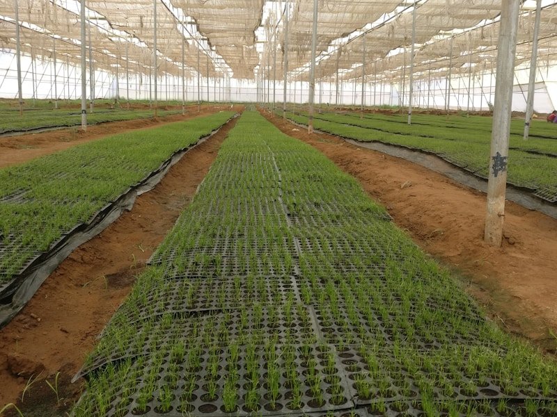 Galvanized steel stakes supporting tomato plants in large square nursery pots on a commercial greenhouse bench