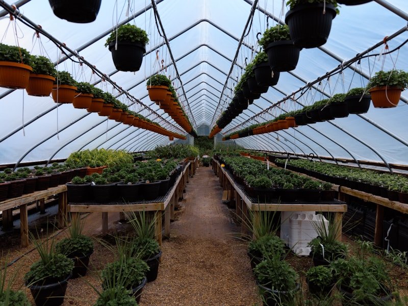 Grow bags for root vegetables neatly arranged in a commercial greenhouse