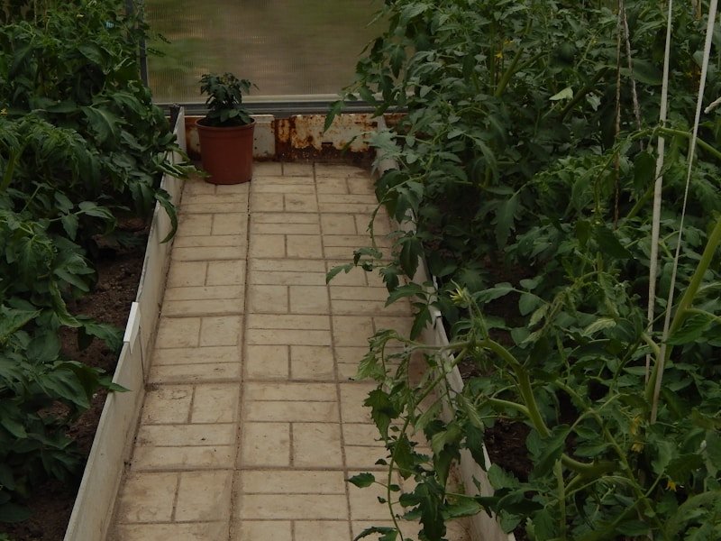 Grower comparing tomato color stages at harvest time in a potted tomato greenhouse