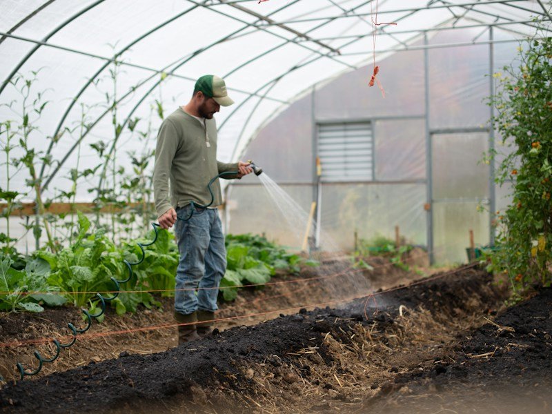 Overwintered chili pepper plants re-establishing in a high tunnel in early spring