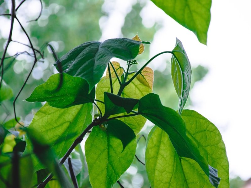 Pepper plant pruning techniques for higher yield closeup