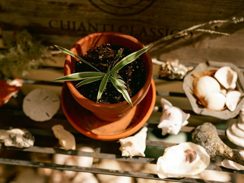 Retail seasonal endcap stocked with dollar-price balcony garden items including seed packets, 4-inch pots, and grow bags