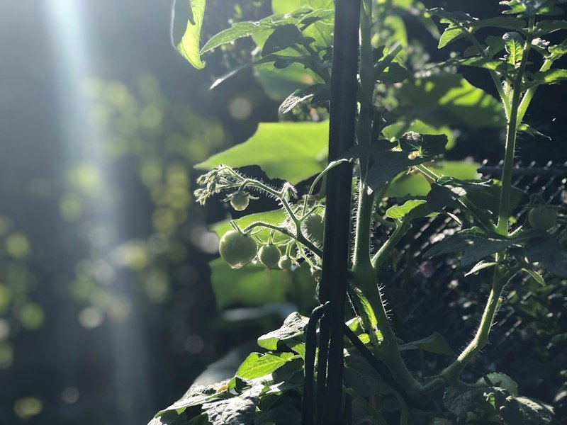Small backyard tomato plants growing in fabric containers along a fence with drip irrigation and straw mulch