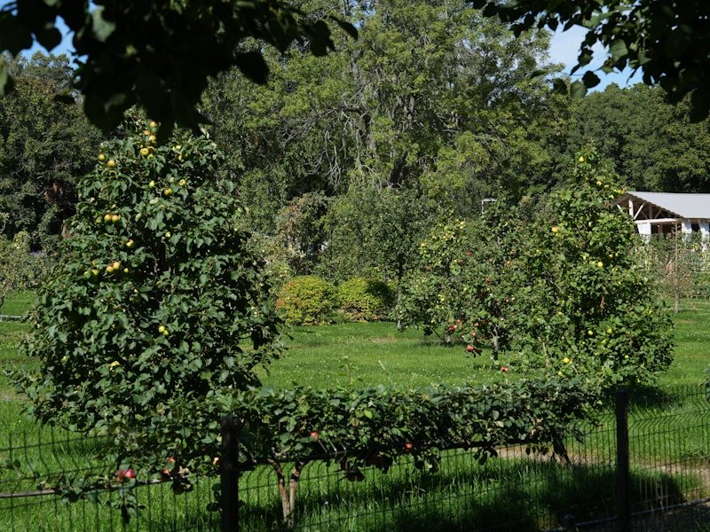 Spur-pruned potted grapevine with two-node spurs on a central trunk in a commercial nursery