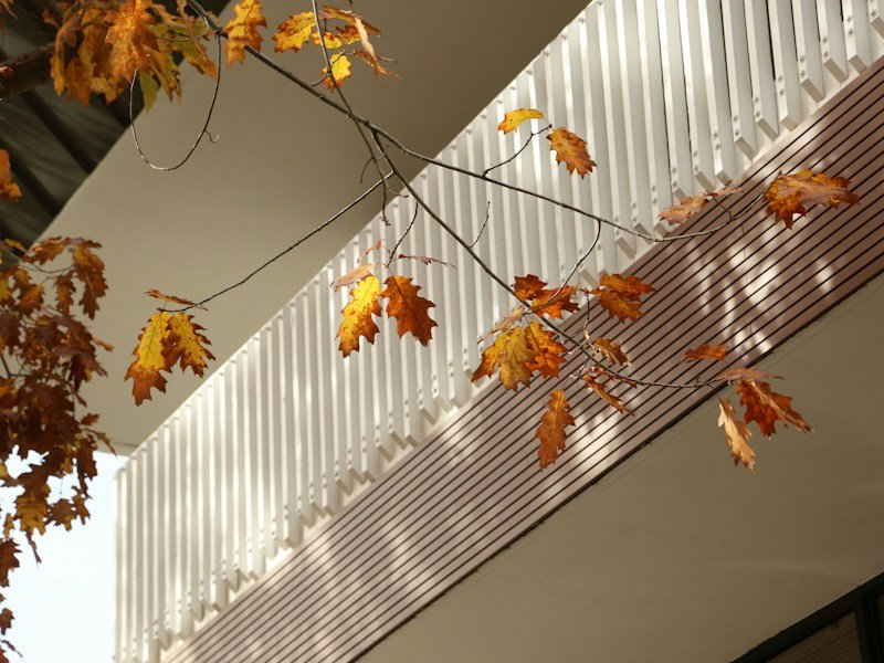 Wall-mounted cable trellis supporting cucumbers on a commercial balcony