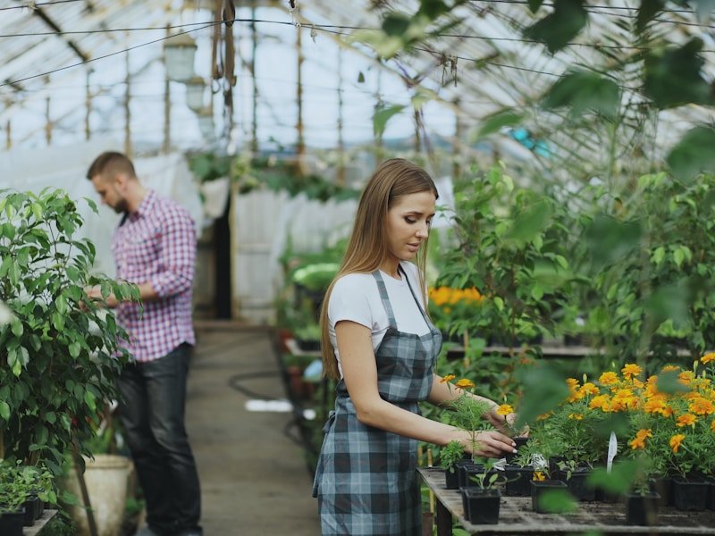 Worker pruning strawberry runners on a potted plant in a commercial greenhouse