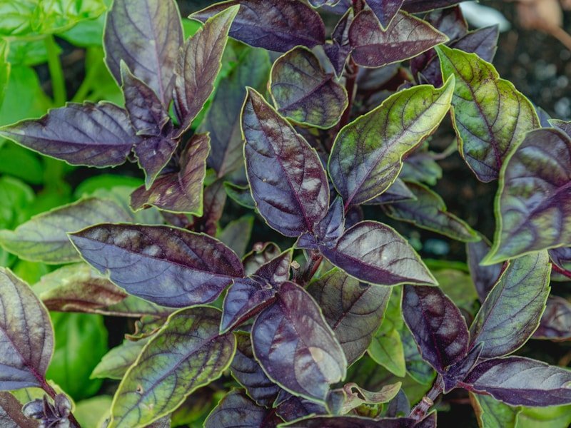 Young organic basil plants showing six true leaves, ready for first pruning