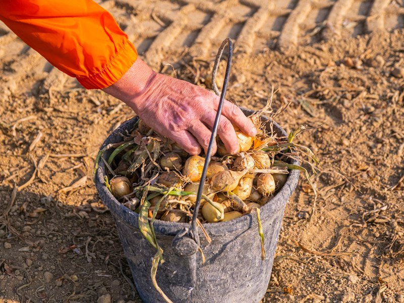 Close-up of a grower inspecting the root ball of a finished 4-inch rosemary plant before shipping