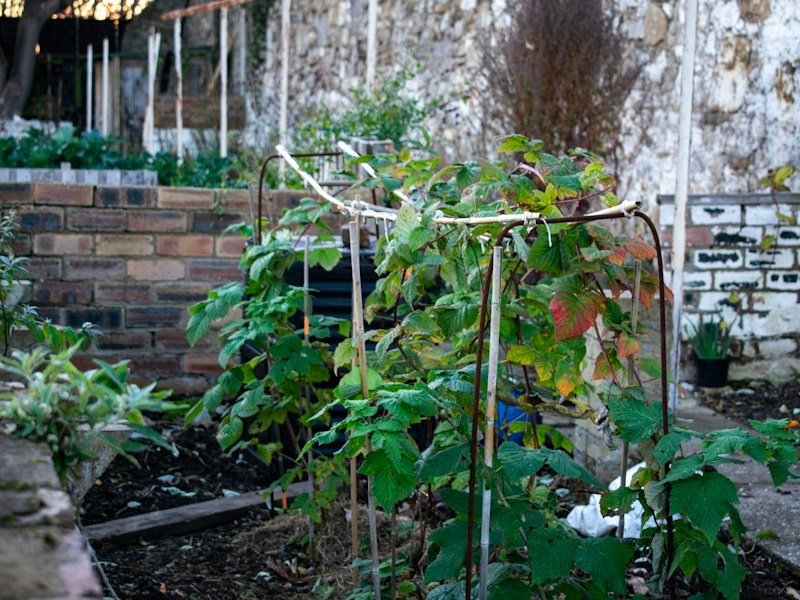 Close-up of a mature purple eggplant fruit on a staked container-grown plant with bamboo support