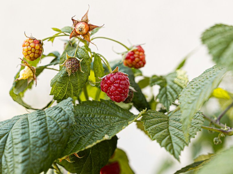 Close-up of ripe red raspberries on a container-grown cane with drip emitter visible