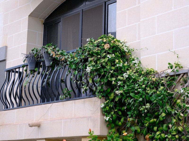 Commercial balcony trellis system with indeterminate cherry tomatoes and pole beans in 15-gallon containers