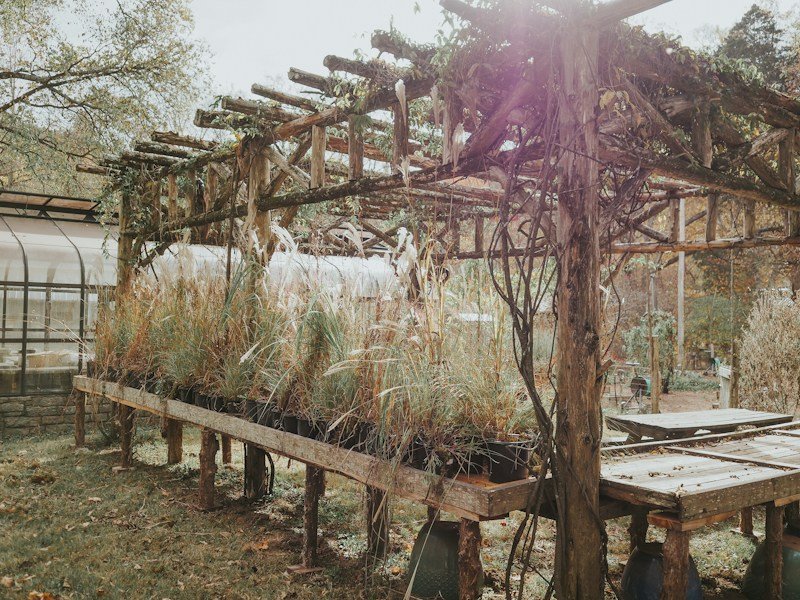 Commercial greenhouse bench with uniform 4-inch pots of young cilantro seedlings under drip irrigation lines
