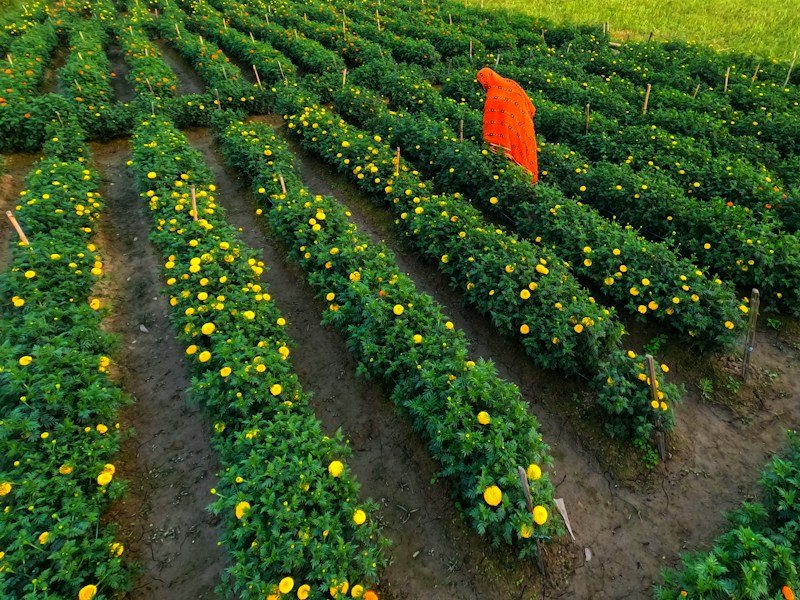 Commercial high tunnel pepper rows with abscised yellow flowers and buds on black plastic mulch
