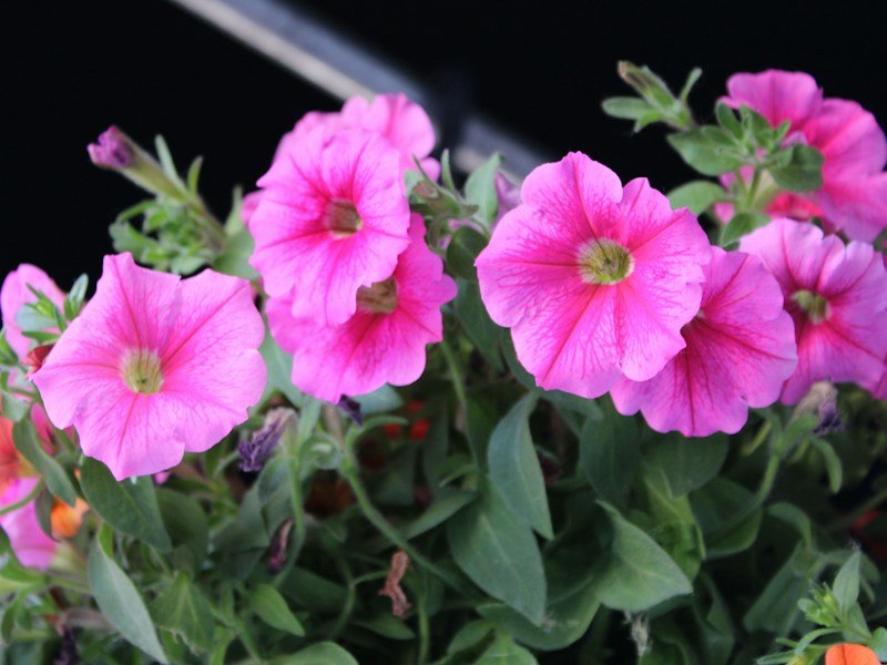 Commercial nursery grower scouting container plants for slug damage at dawn with a headlamp