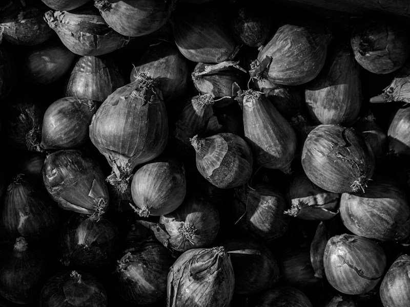 Cured garlic bulbs in harvest crates beside fabric pots of container-grown garlic