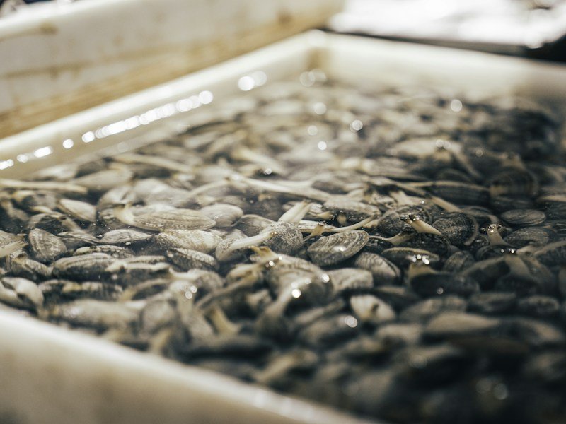 Dolomitic limestone being metered into a ribbon blender at a commercial potting mix line