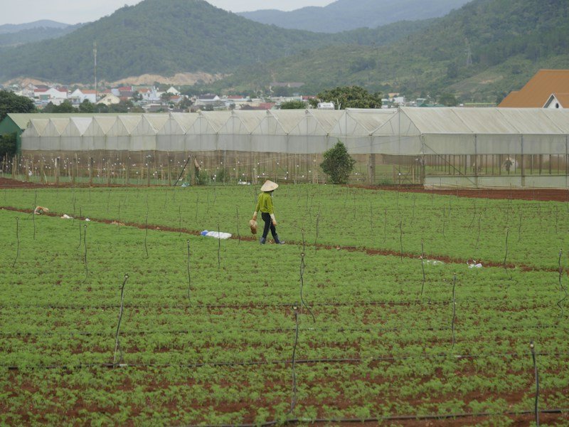 Drip fertigation lines irrigating rows of potted leafy greens inside a hoophouse