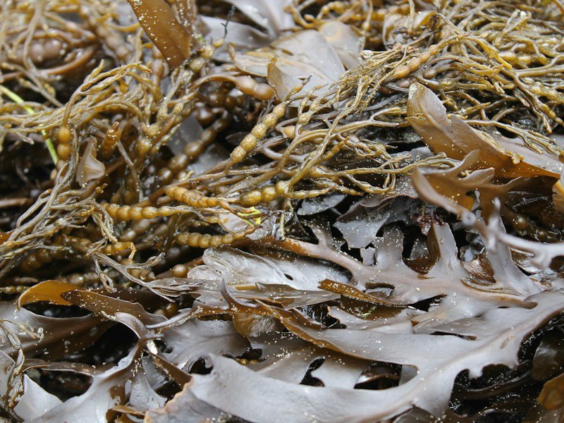 Four commercial forms of kelp meal compared side by side on a stainless steel bench