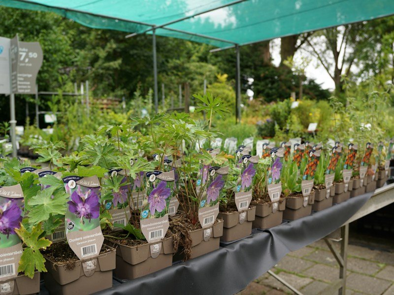 Garden center bench display of compact thornless blackberry liners in two-gallon pots with cultivar labels