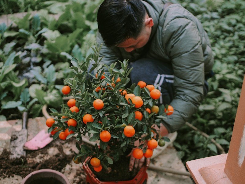 Greenhouse grower inspecting a cracked potted tomato fruit on a drip-irrigated container bench