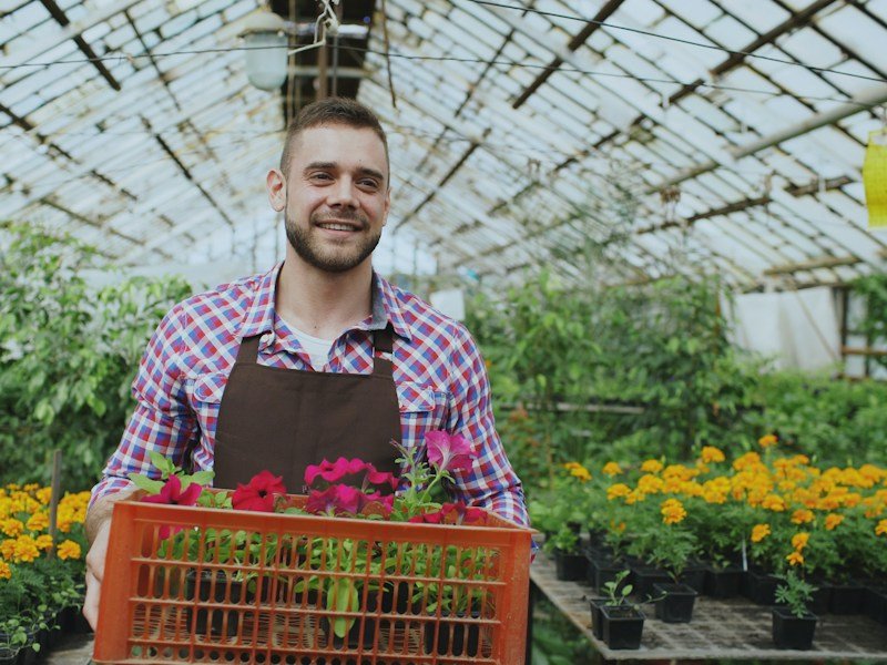 Grower holding a canopy VPD and temperature sensor among blooming pepper plants in a commercial greenhouse