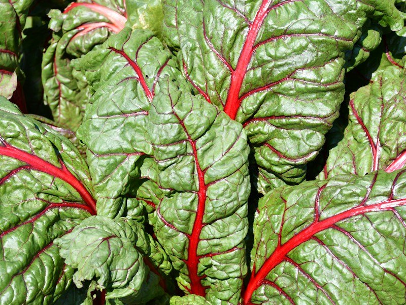 Grower inspecting frost-tolerant Swiss chard in a two-gallon container before shipping