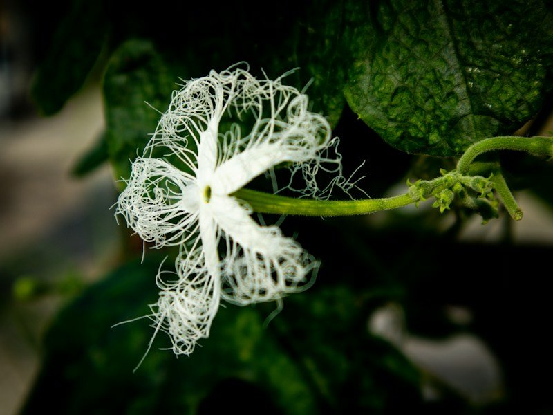 Hand pollinating a female watermelon flower with a male blossom on a container-grown vine